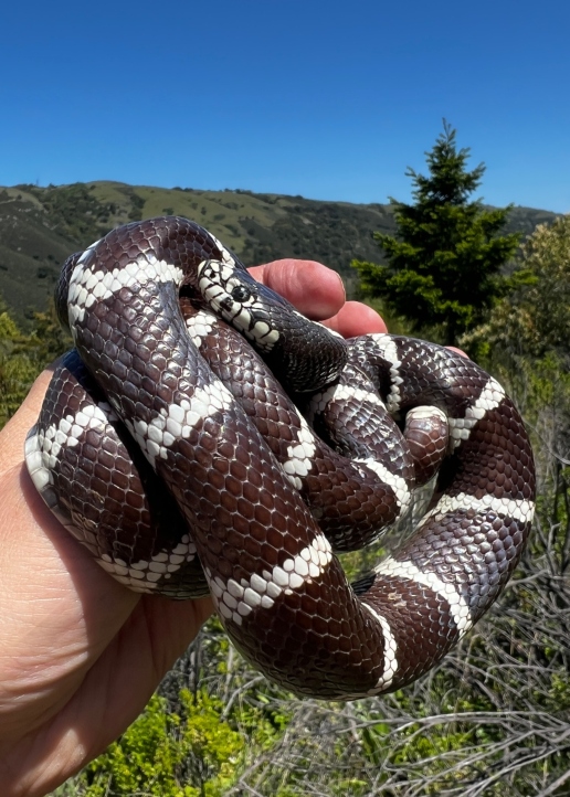 California Kingsnake